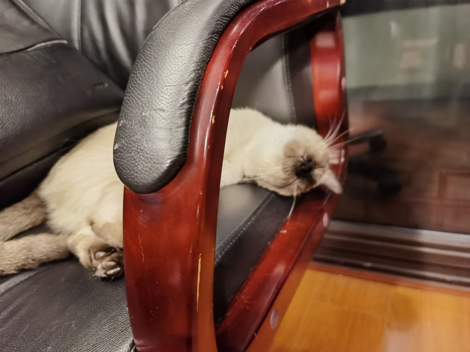 水墨 the Siamese cat asleep on a leather office chair