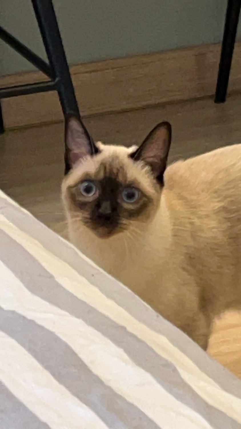 水墨 peering over an edge with wide blue eyes