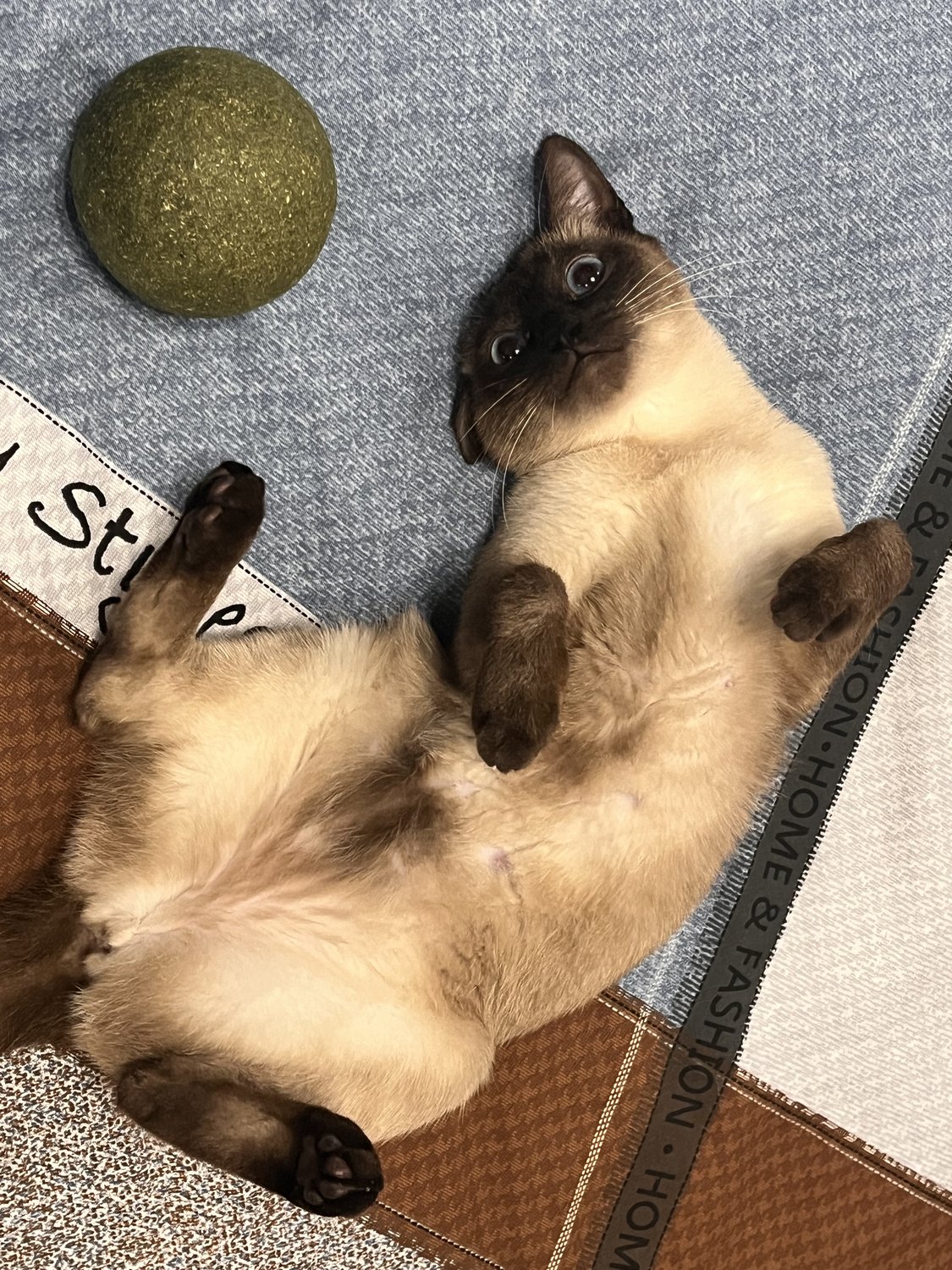水墨 lying on her back beside a green catnip ball