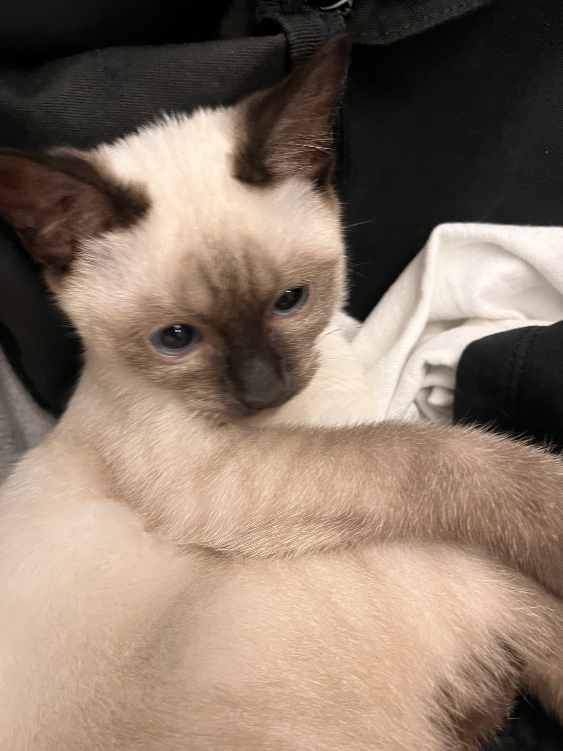 Close-up portrait of 水墨 the Siamese cat
